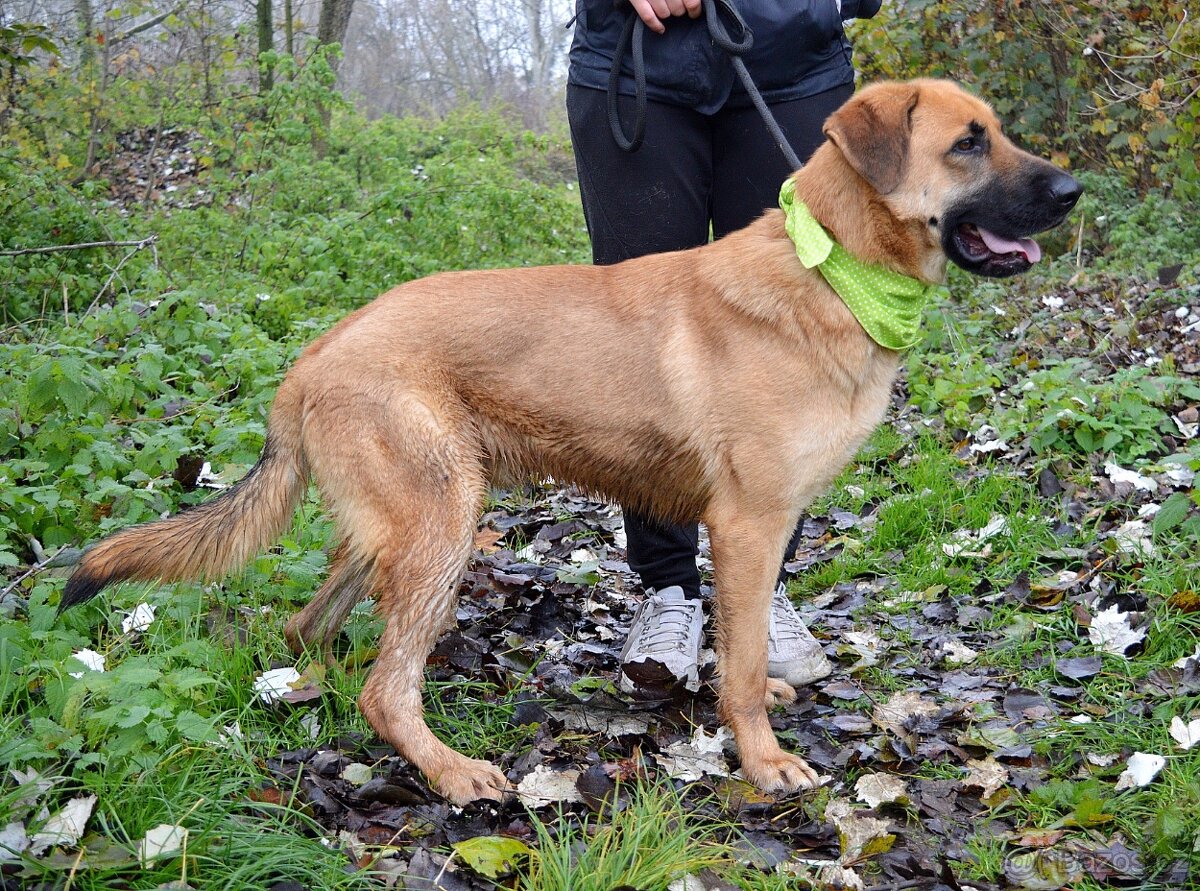 DONALD K ADOPCI - 2,5 ROKU, AKTIVNÝ,PŘÁTELSKÝ,VHODNÝ K RD - 7