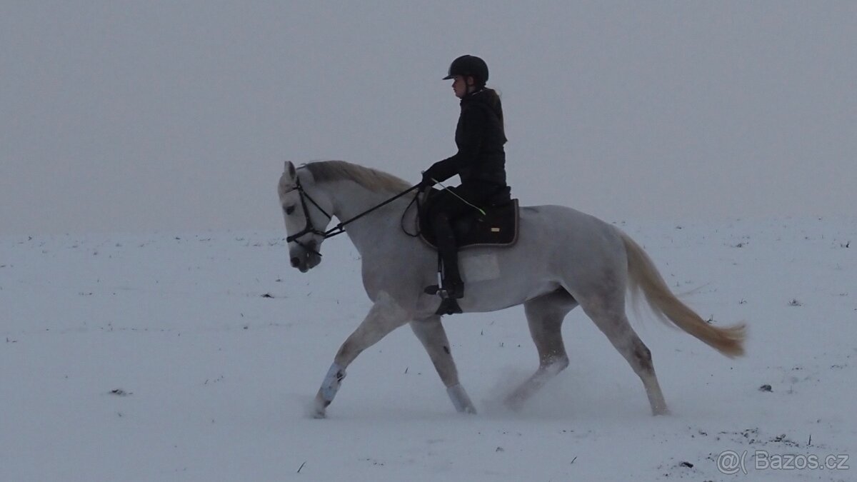 10 letá oldenburská klisna - 7