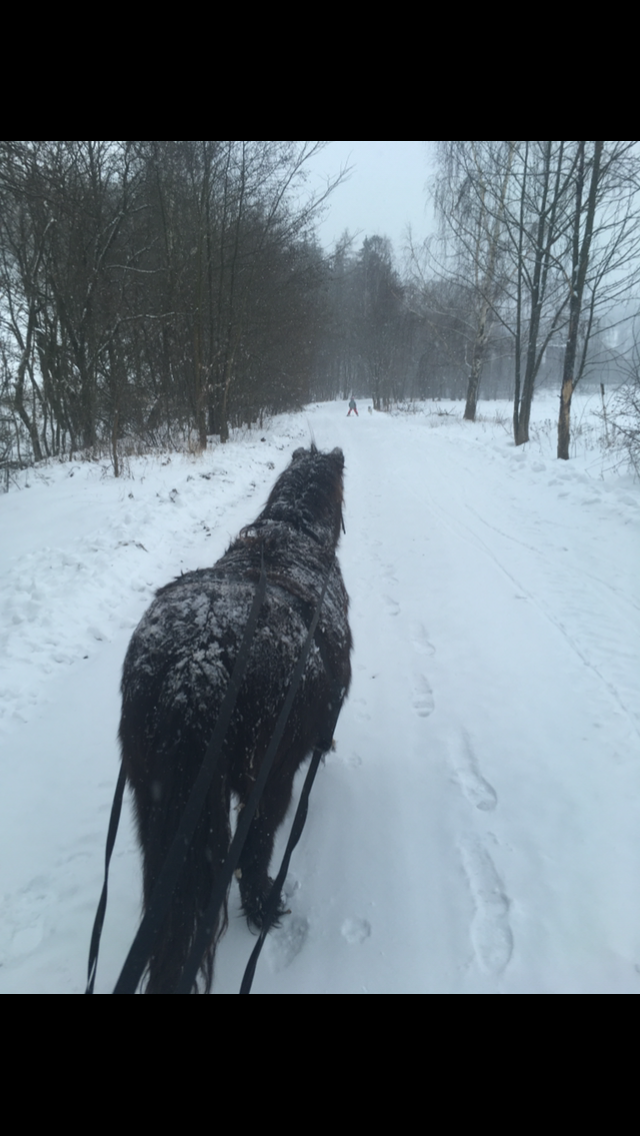 Jedinečný poník - 7