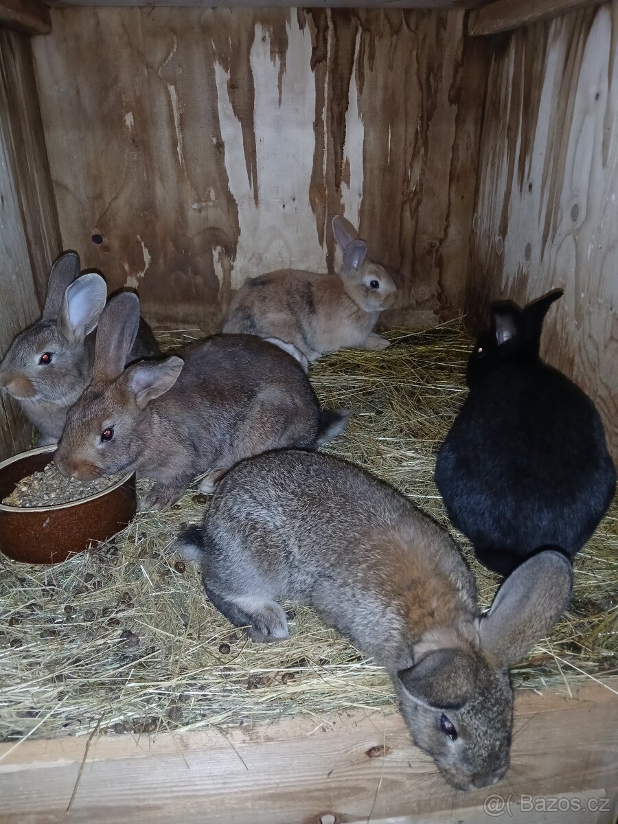 Králíci 2 a půl měsíce - 7