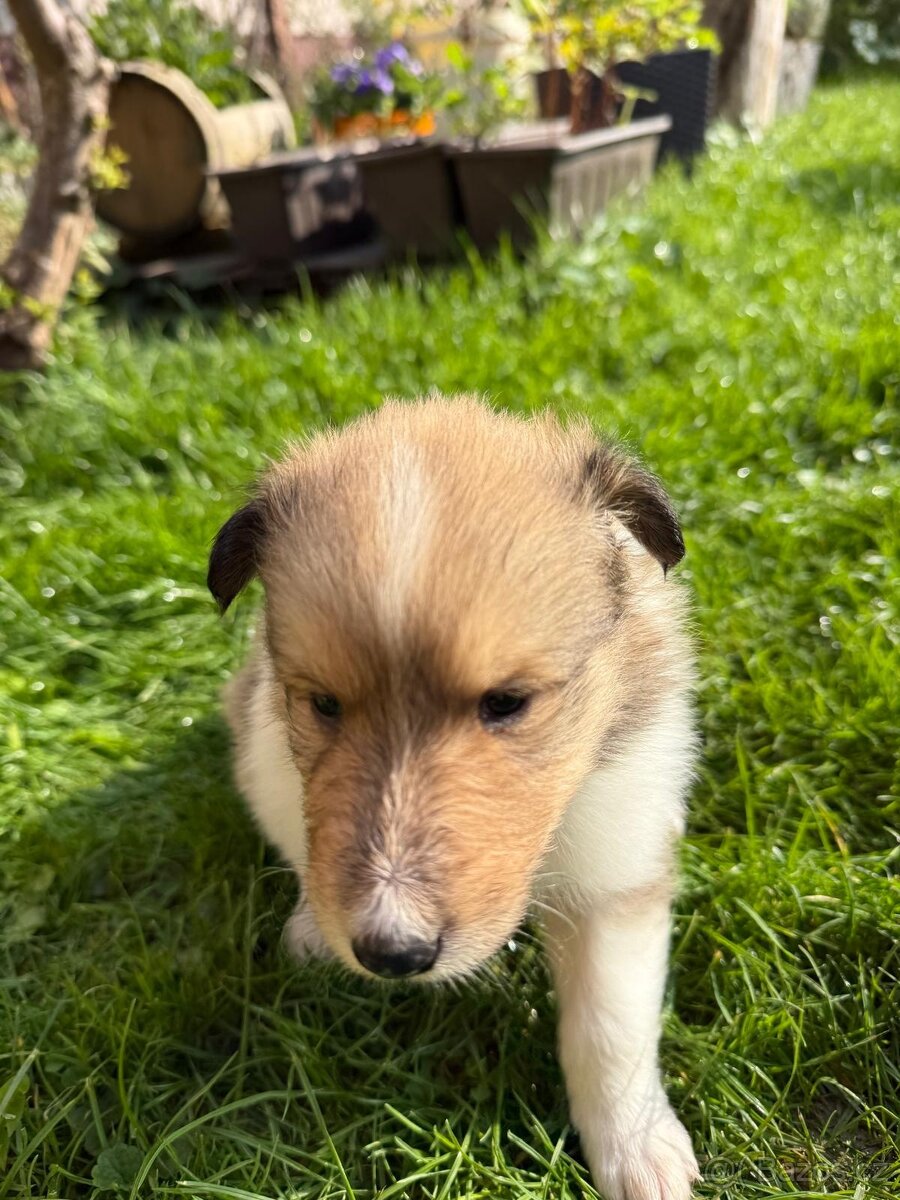 Dlouhosrstá kolie - 7