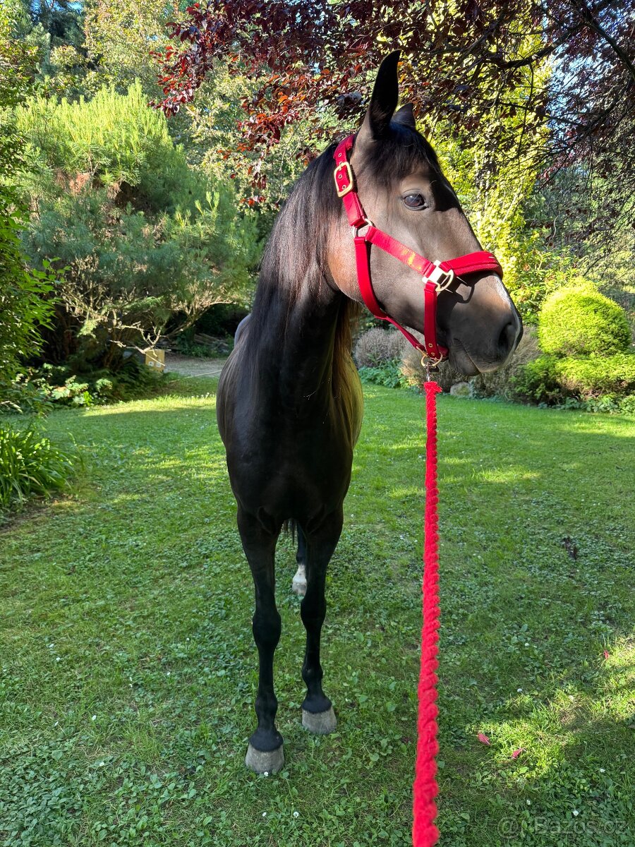 3,5letá klisna WPBR - 7