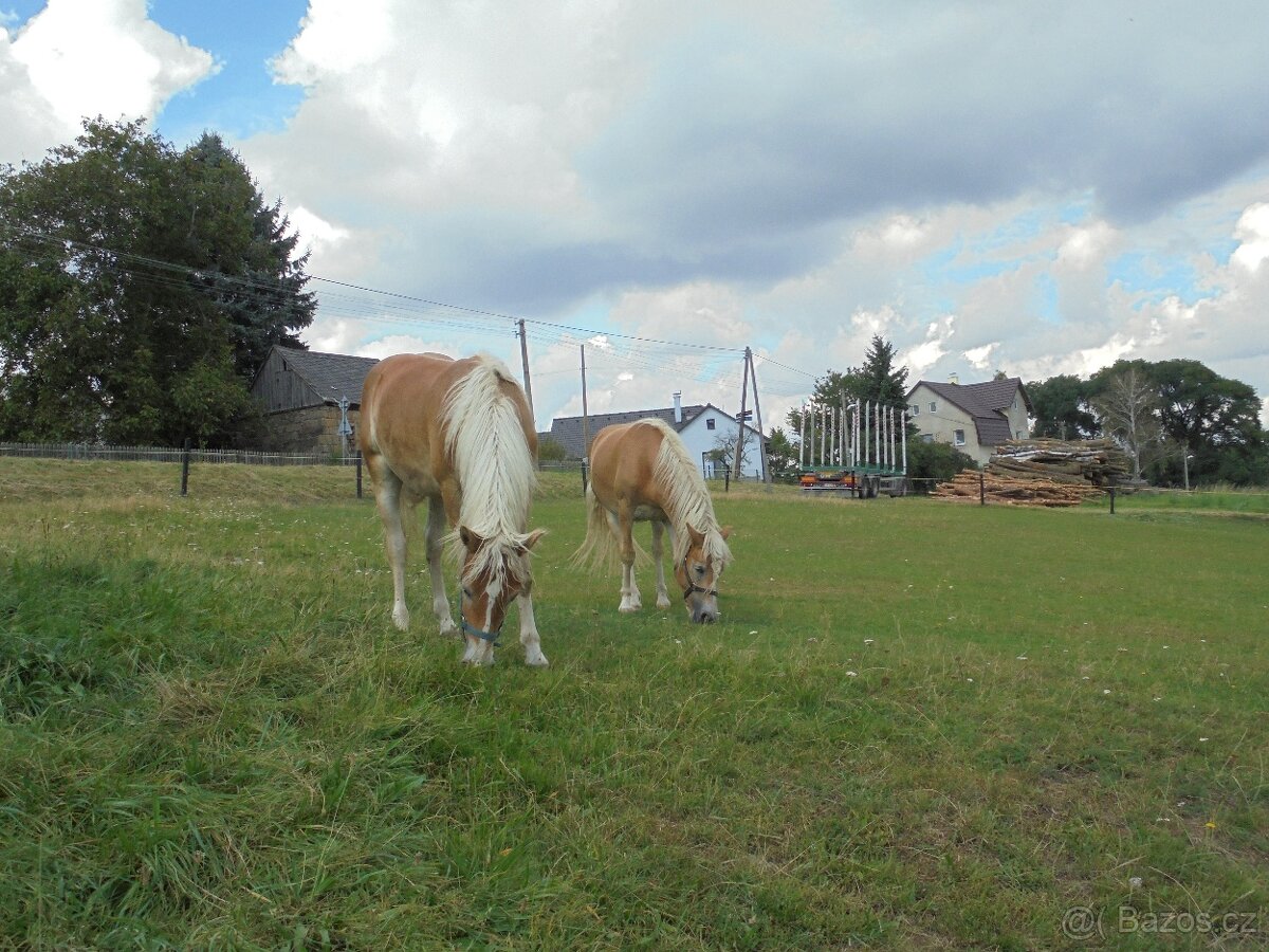 Prodám klisnu Hafling - 7