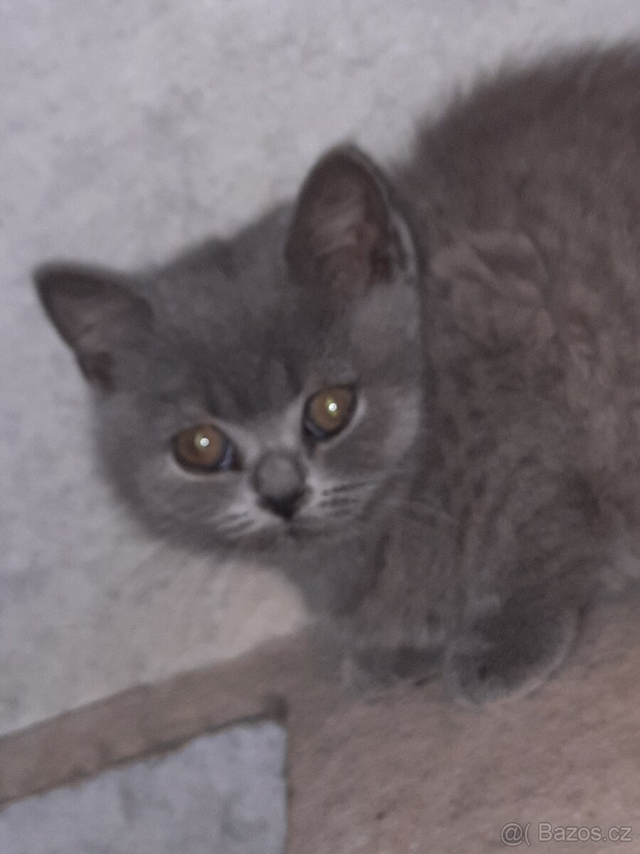 Nabízím čistokrevná britská koťata bez PP - 7