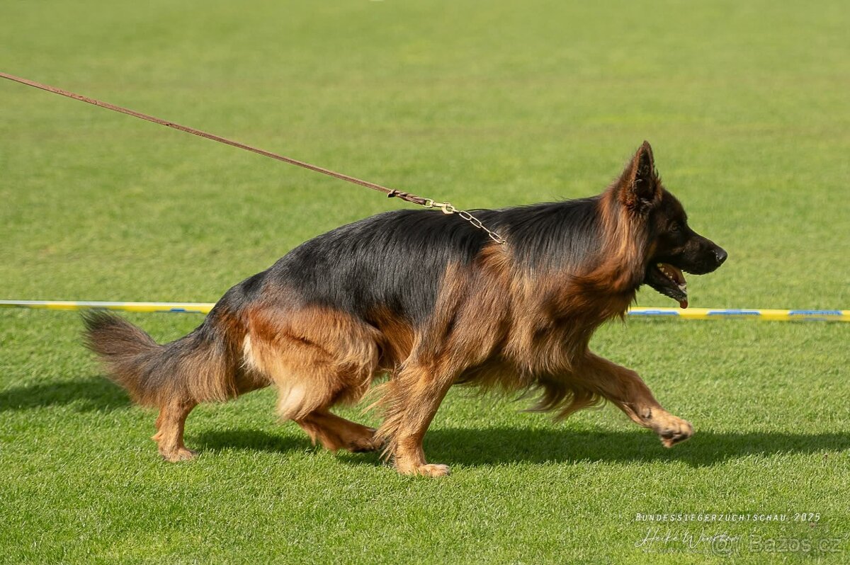 Německý ovčák s PP - 7