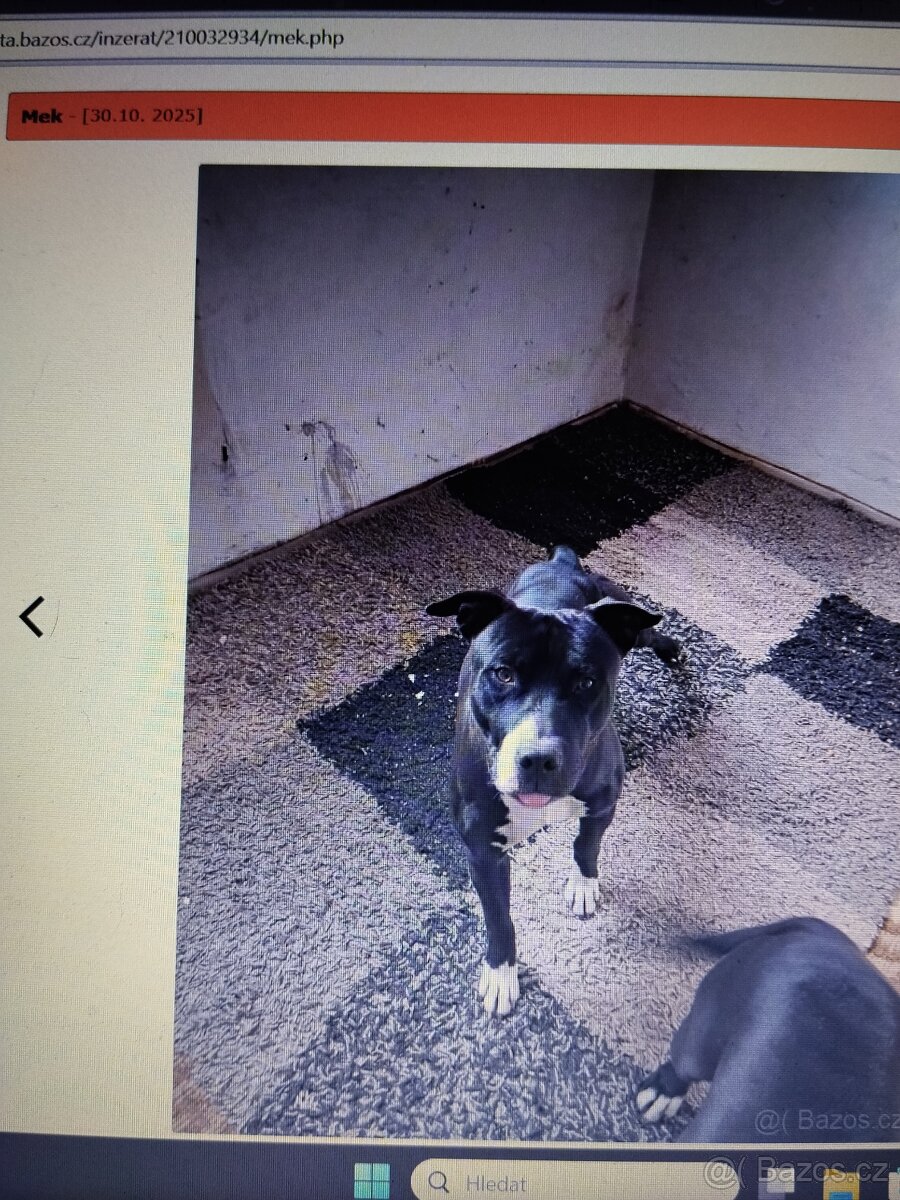 Pozor Pitbulové, kteří jsou útoční - 7