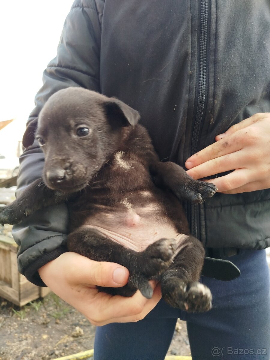 Štěňátka - 7