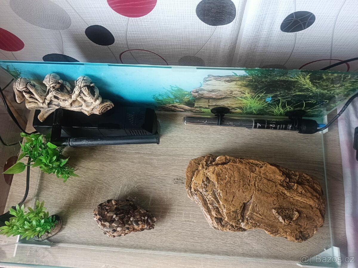 Prodám vodní želvu - 7