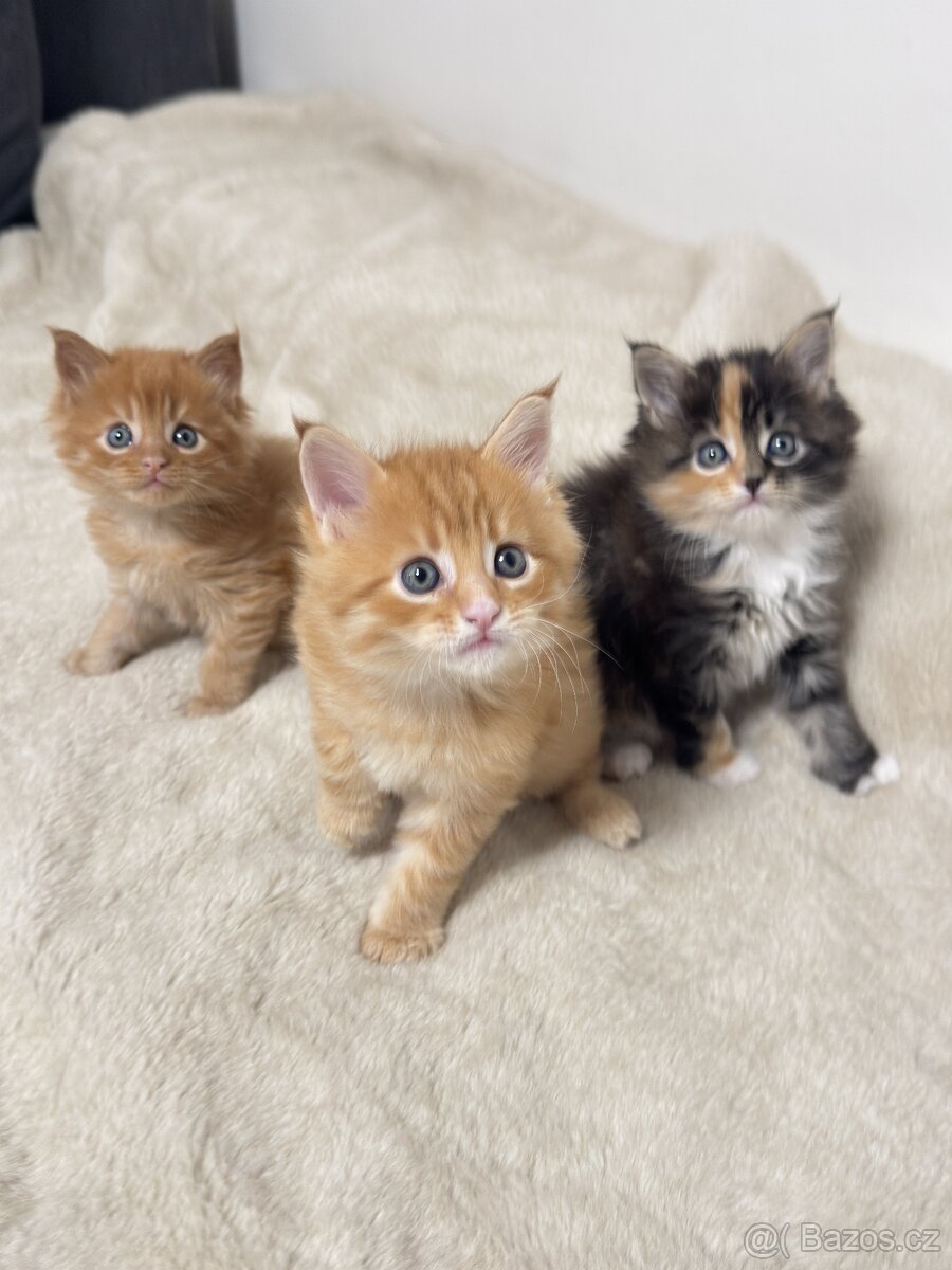 Mainská mývalí Bez PP - 7