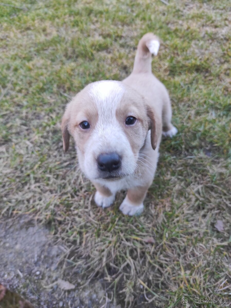 Prodej štěňat - 7