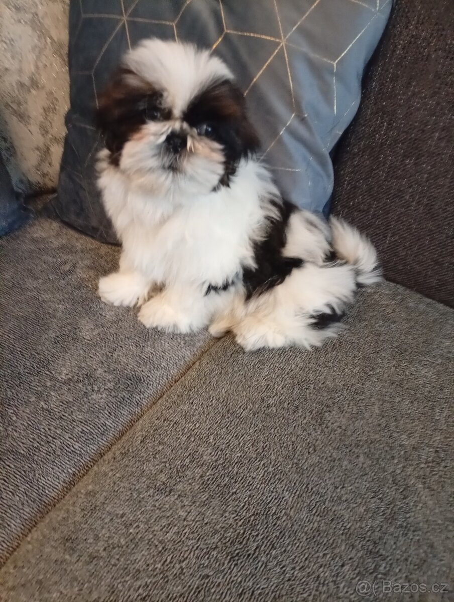 SHIH-TZU - 7