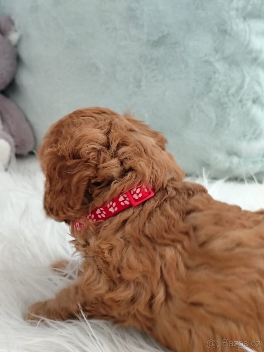 Cavapoo - 7