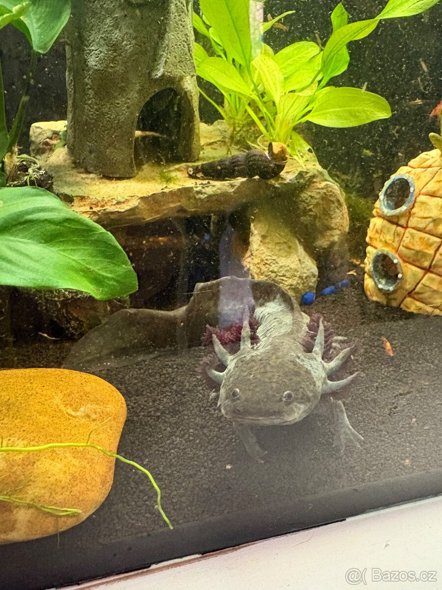 Prodám Axolotla - Akvarium s vybavením - 7