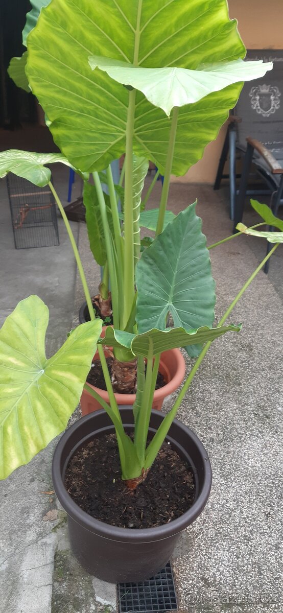 Kolokazie jedlá-Taro - 7