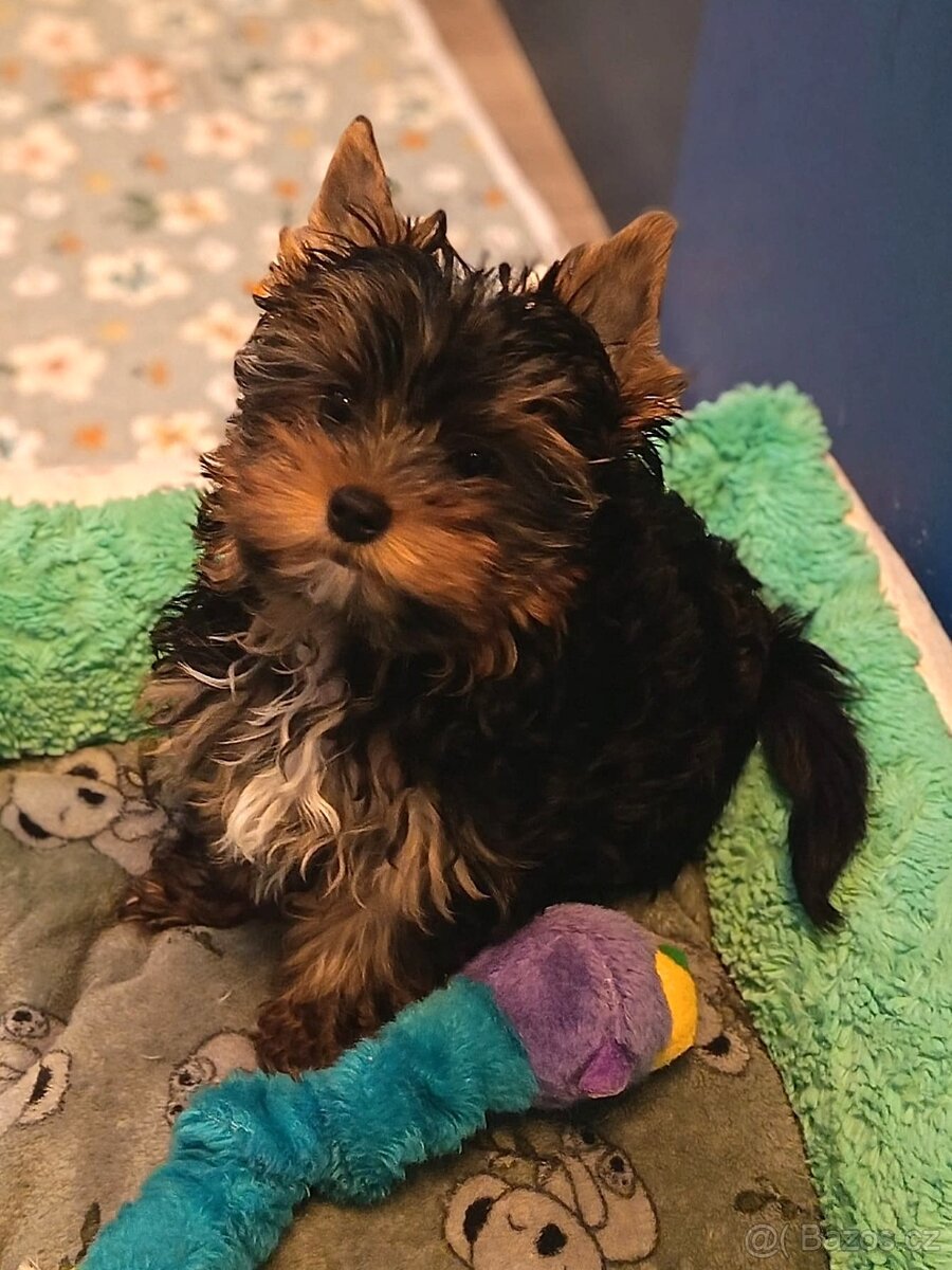 Jorkšírský teriér s PP - 7