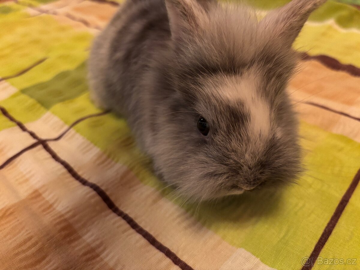 Prodám vymazlené zakrslé králíčky - 7