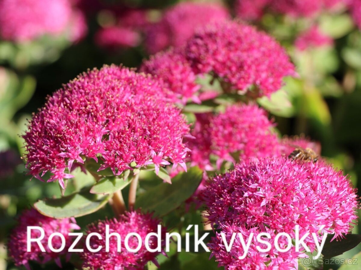 Trvalky, skalničky, jahody, pokojovky, leknín,byliny,sukulen - 7