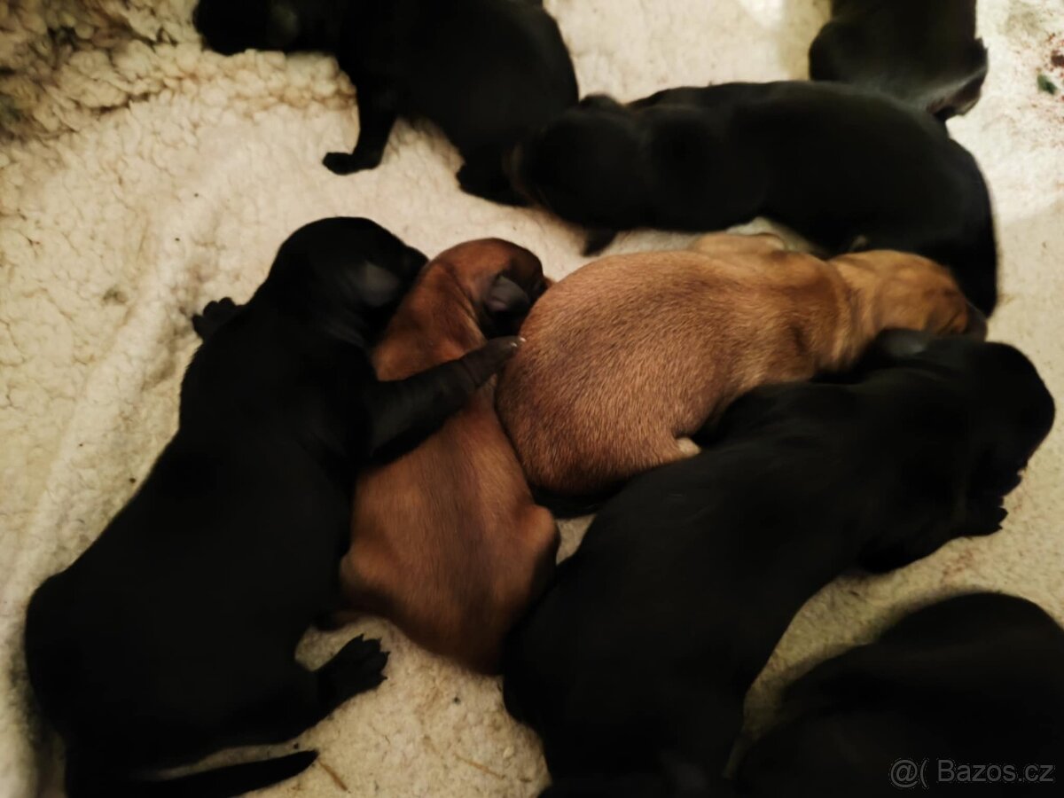 Štěňata křížence, střední plemeno - 7