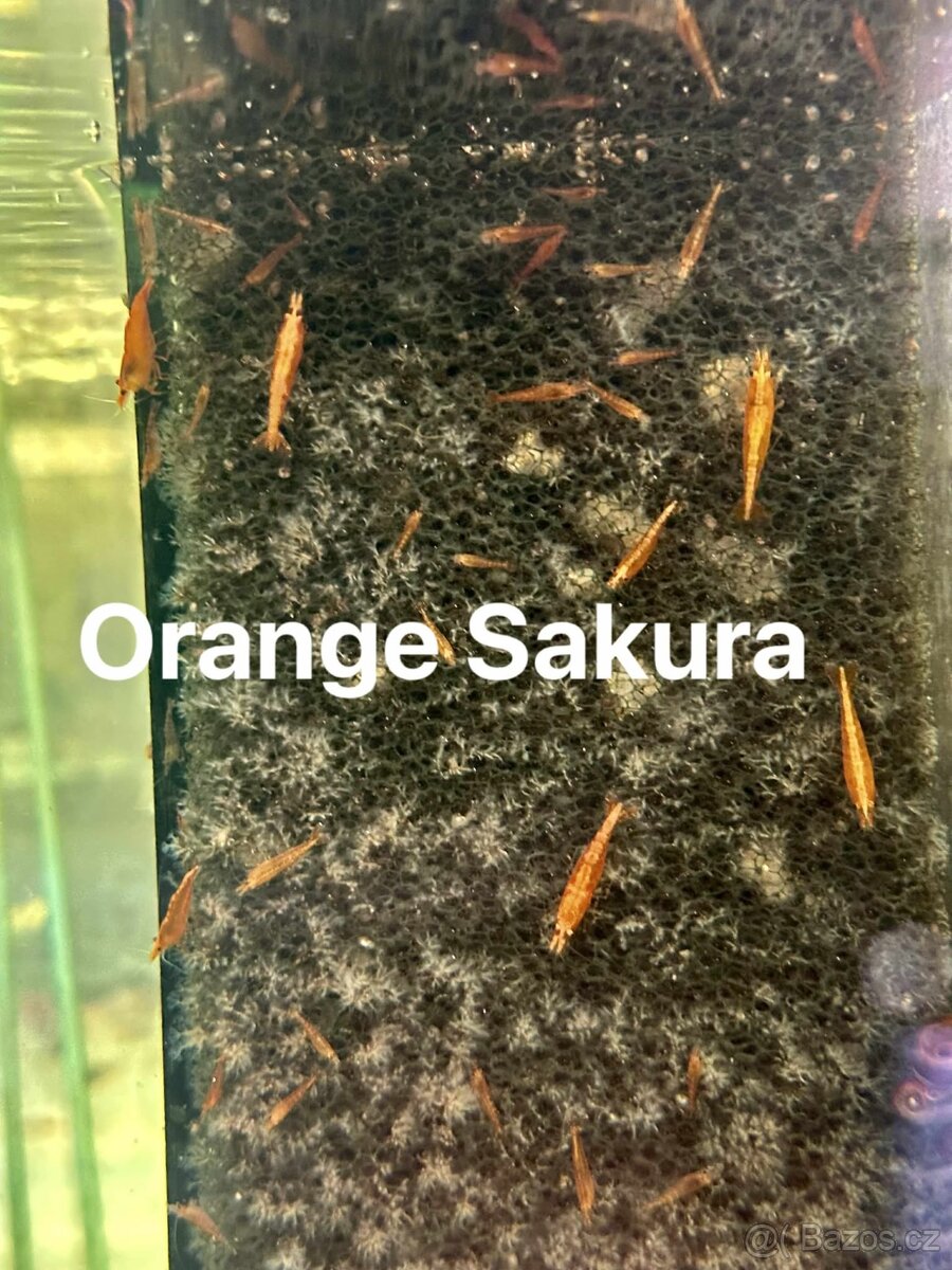 Krevetky Neocaridina, Endlerky - 7