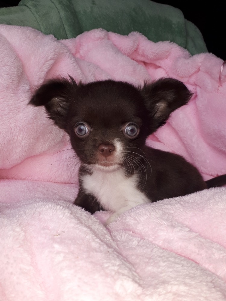 Čivava pejsek s PP - 7