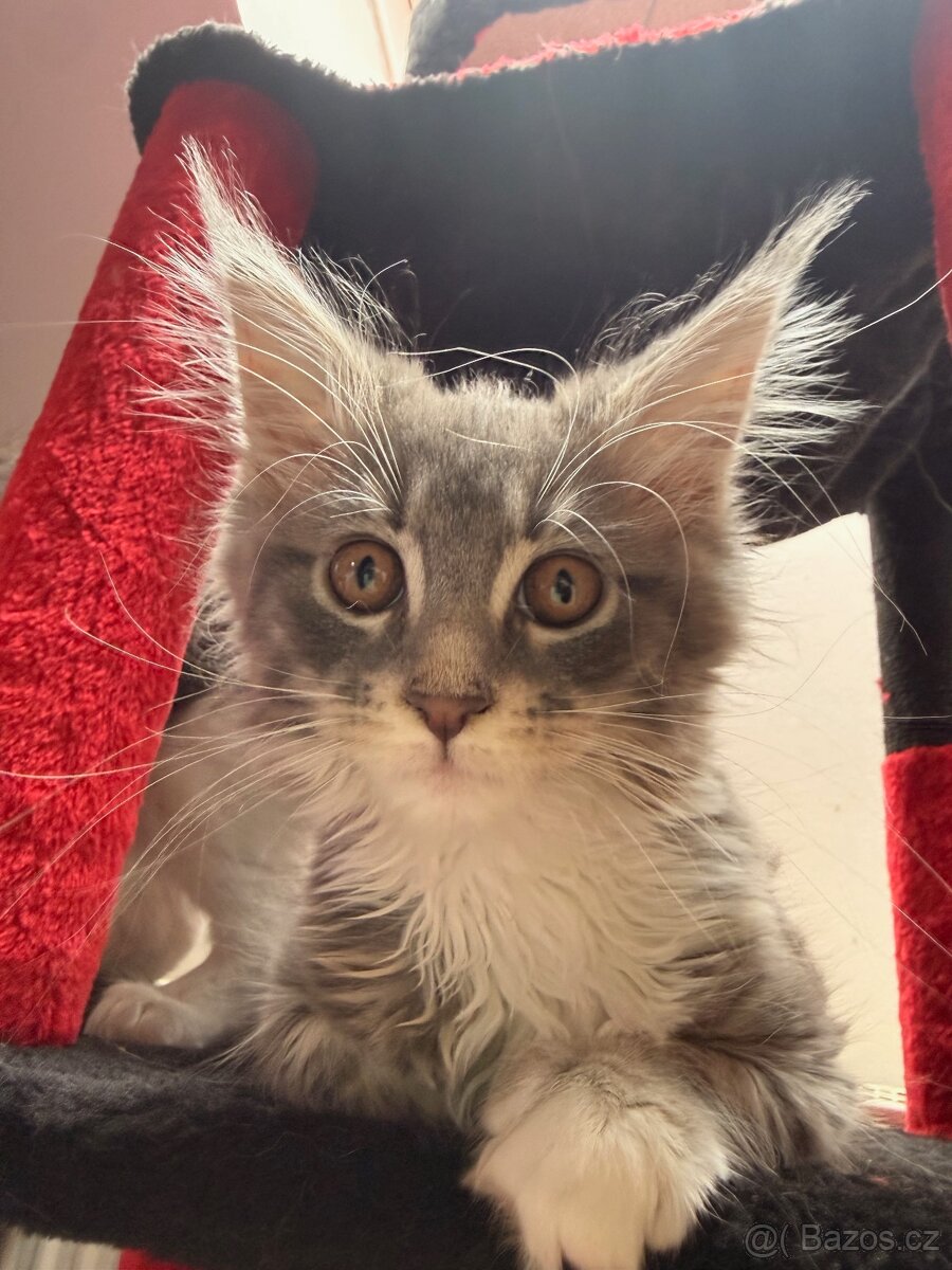 Mainská mývalí bez PP - 7