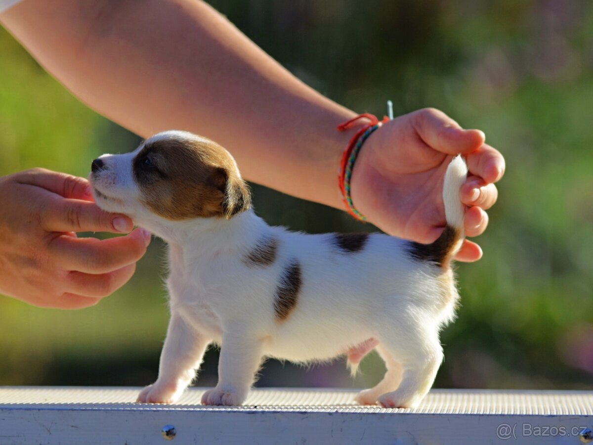 Jack Russel teriér s PP - Aurelius - 7
