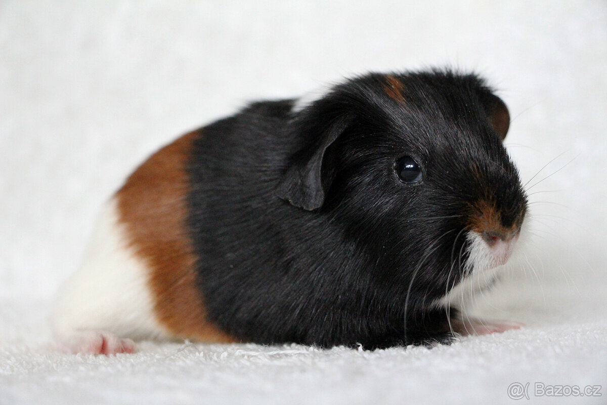 Krátkosrsté morče, morčátko, morčata s PP - 7