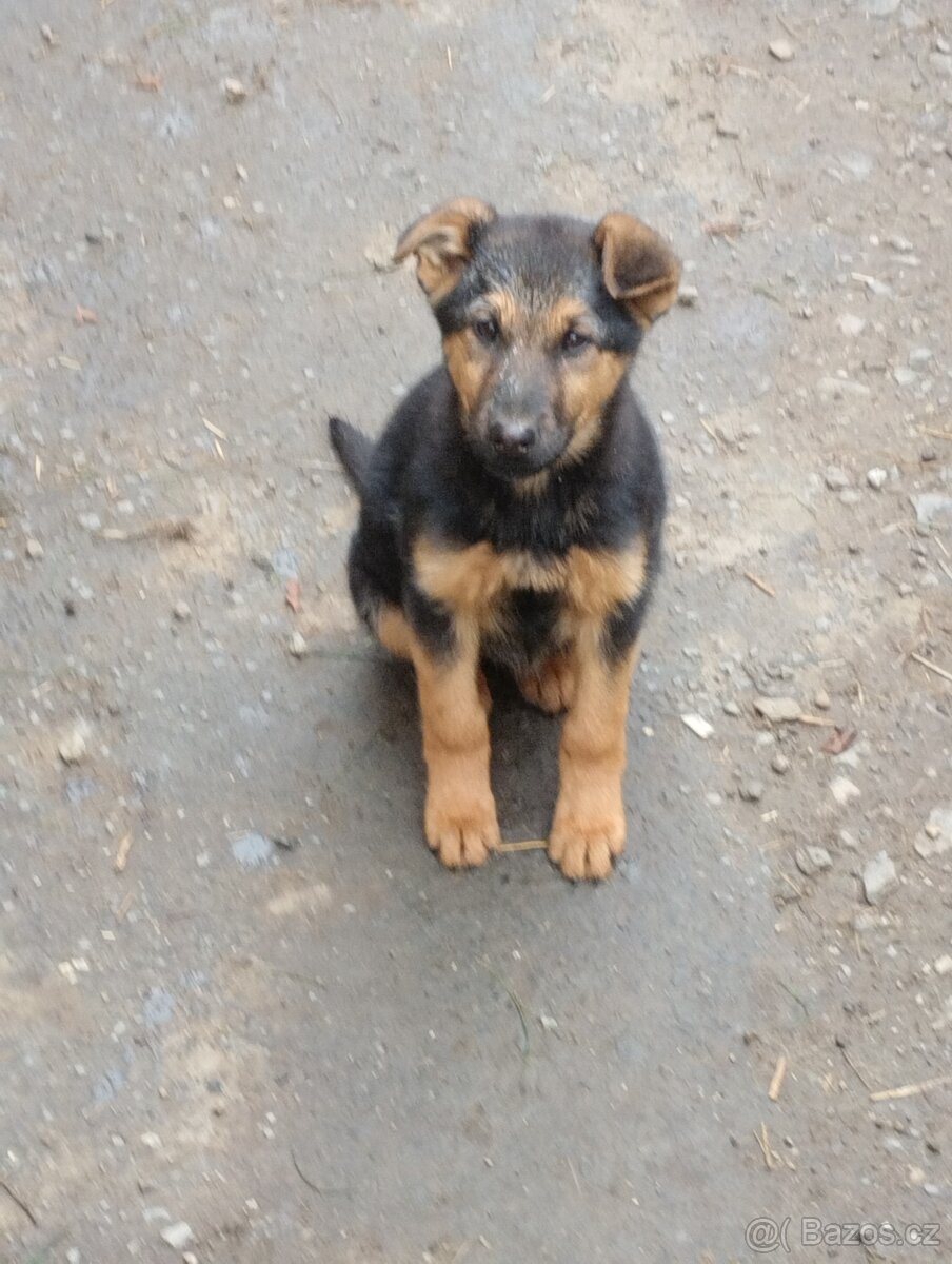 Štěně NO pes - 7