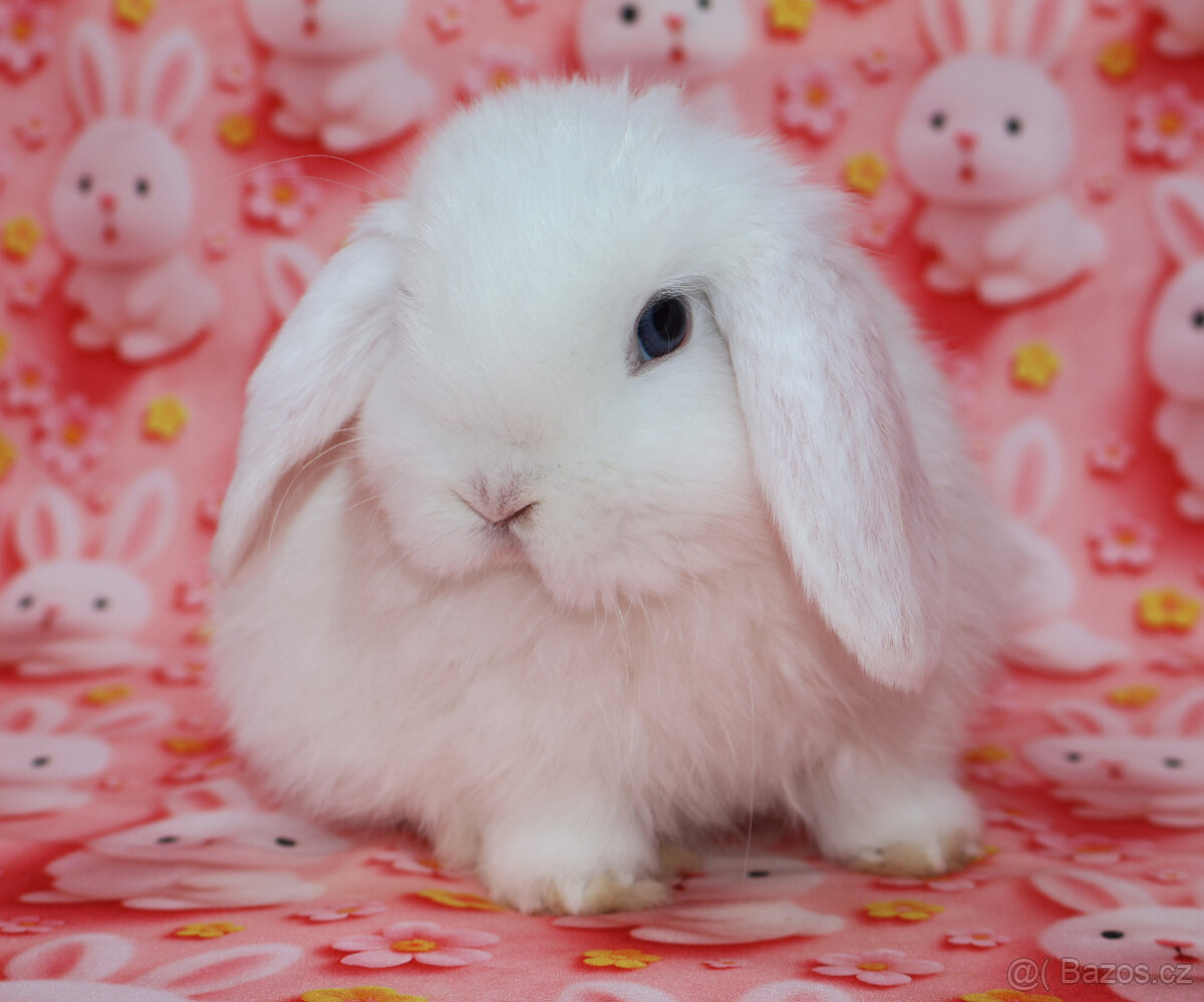 Zakrslý beránek sameček modrooký nyní k odběru. - 7