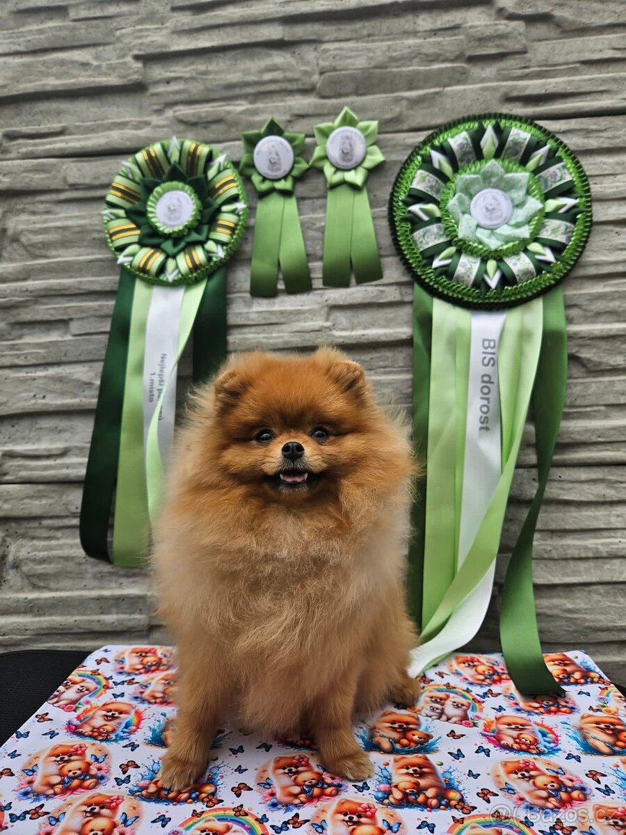 Pomeranian s PP FCI - luxusní štěňátka k rezervaci - 7