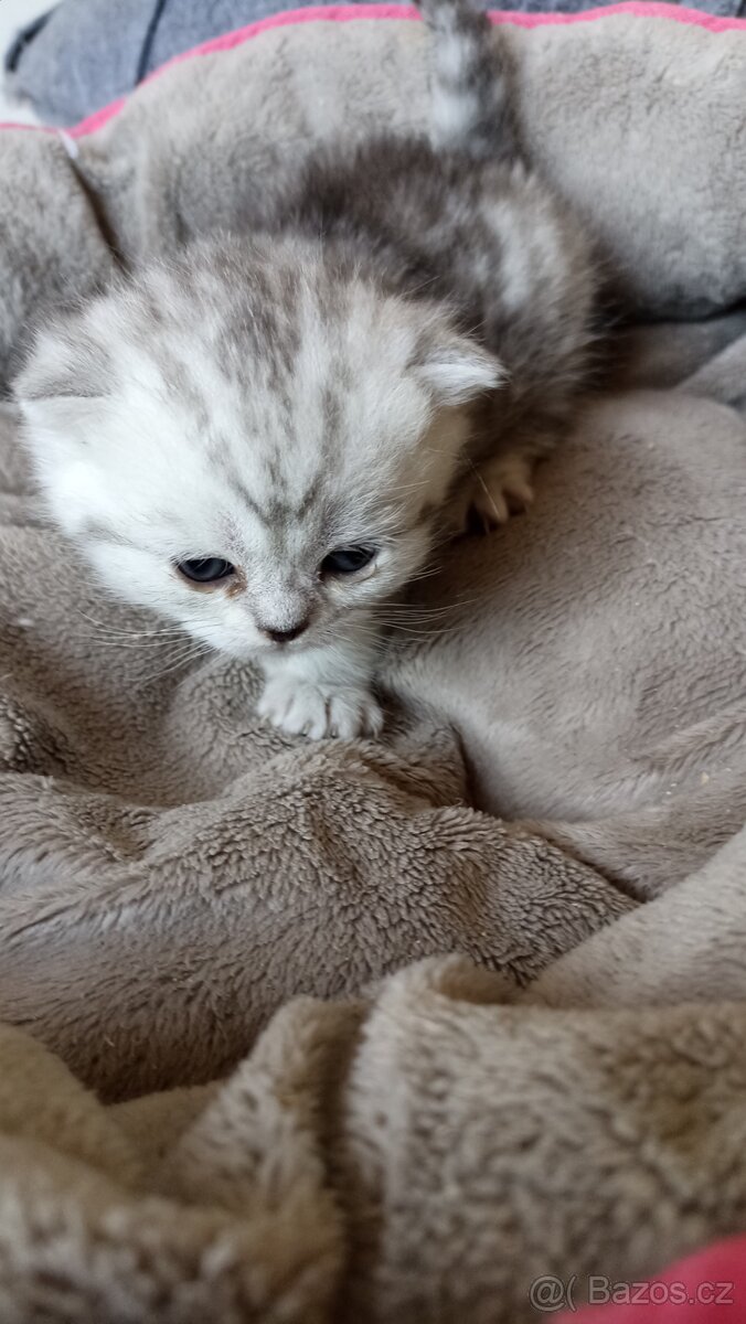 Britská stříbřitá koťátka s PP - 7