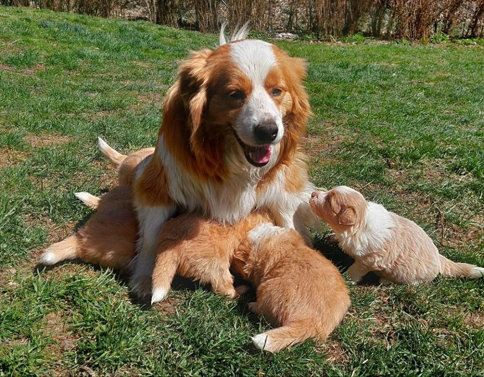 border kolie ee - red - 7