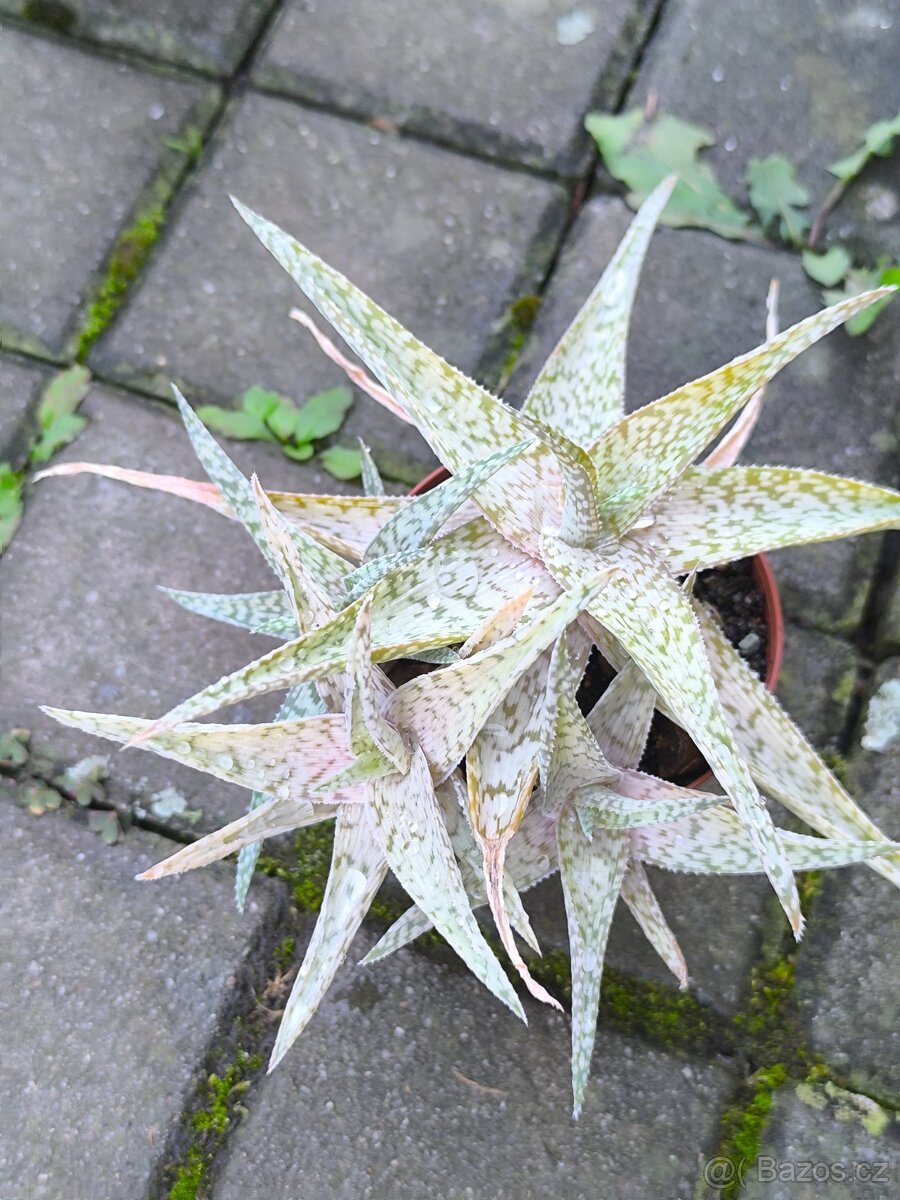 Sukulenty,kaktusy - 7