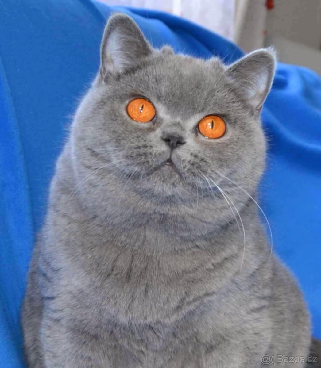 Britská koťata s PP - 7