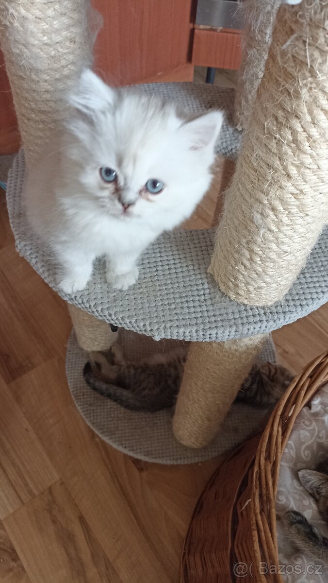 Britský Silver Point kocourek s PP - 7