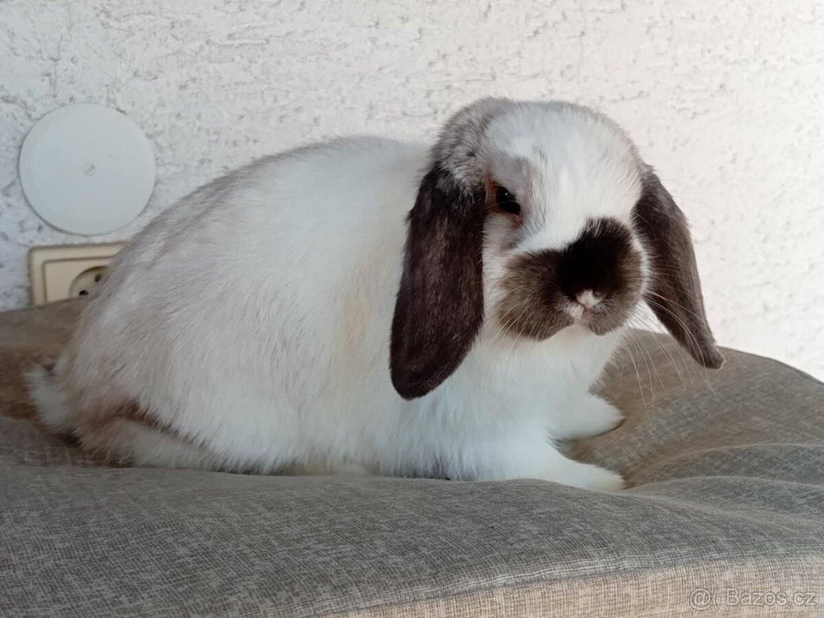 Samička Zakrslý Beránek MiniLop ❤️🍀 - 7