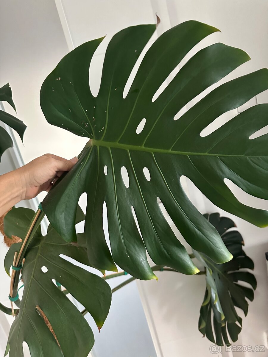Monstera - 7