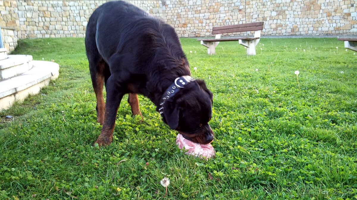 Krytí rotvajler, RTW, rottweiler s PP - 7
