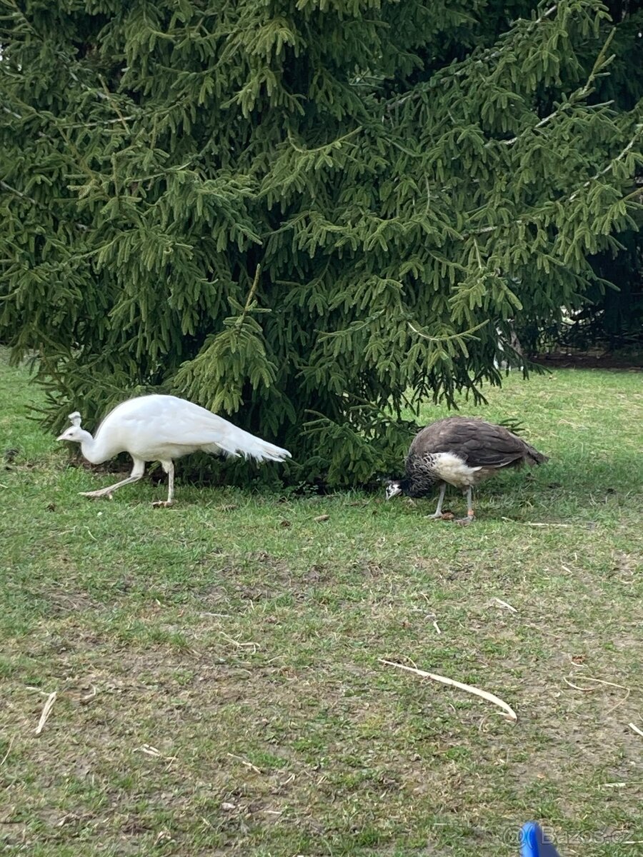 Prodám páv bílý, modrý - 7