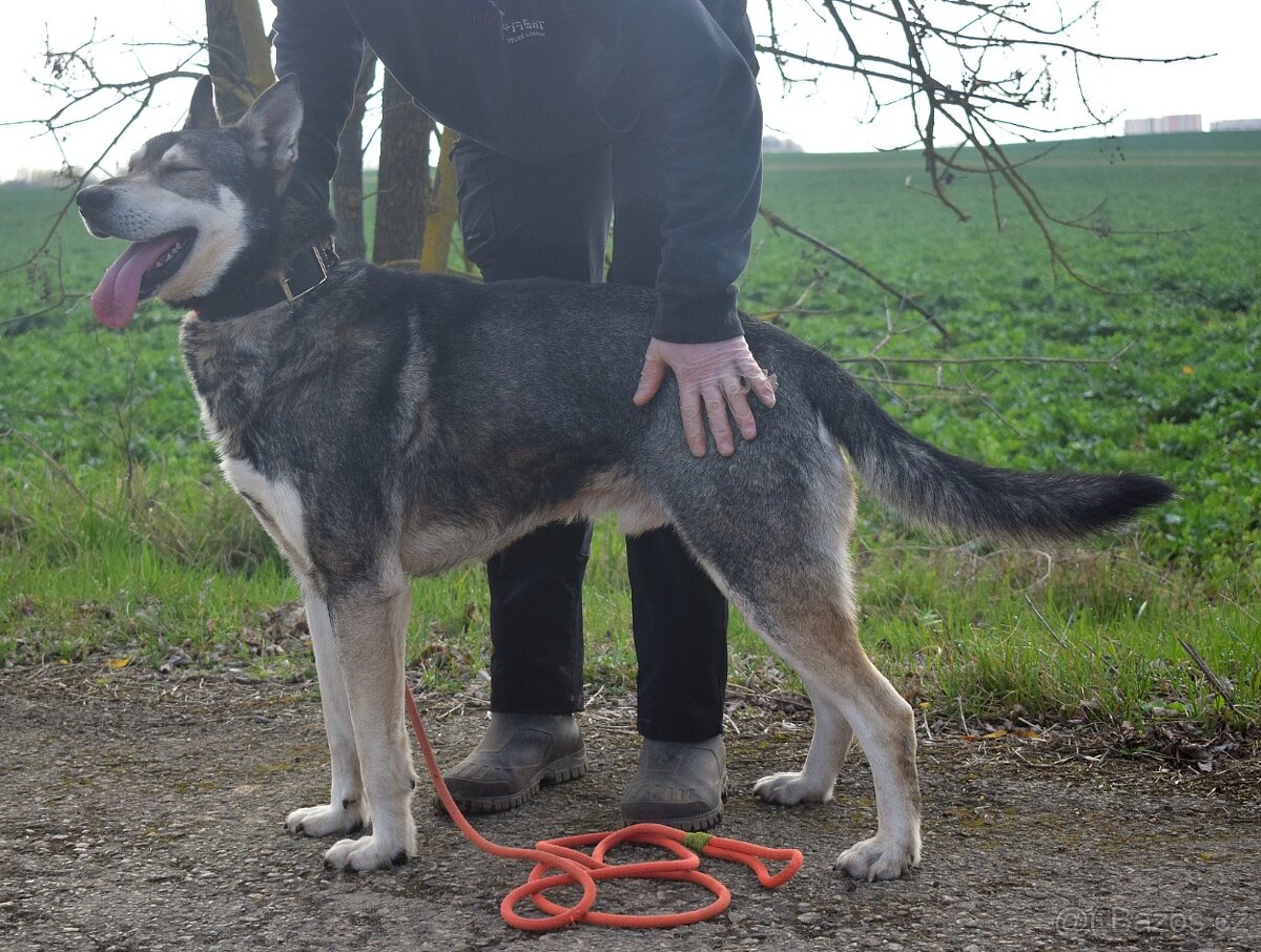 🐾 Rony – oddaný pejsek, který by pro svého člověka snesl i - 7