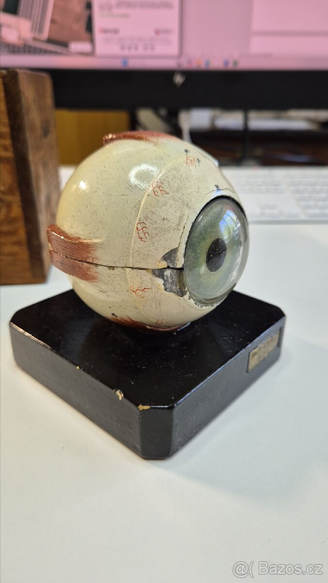 Starožitný model oka, Bock Steger, cca 1880 - 7