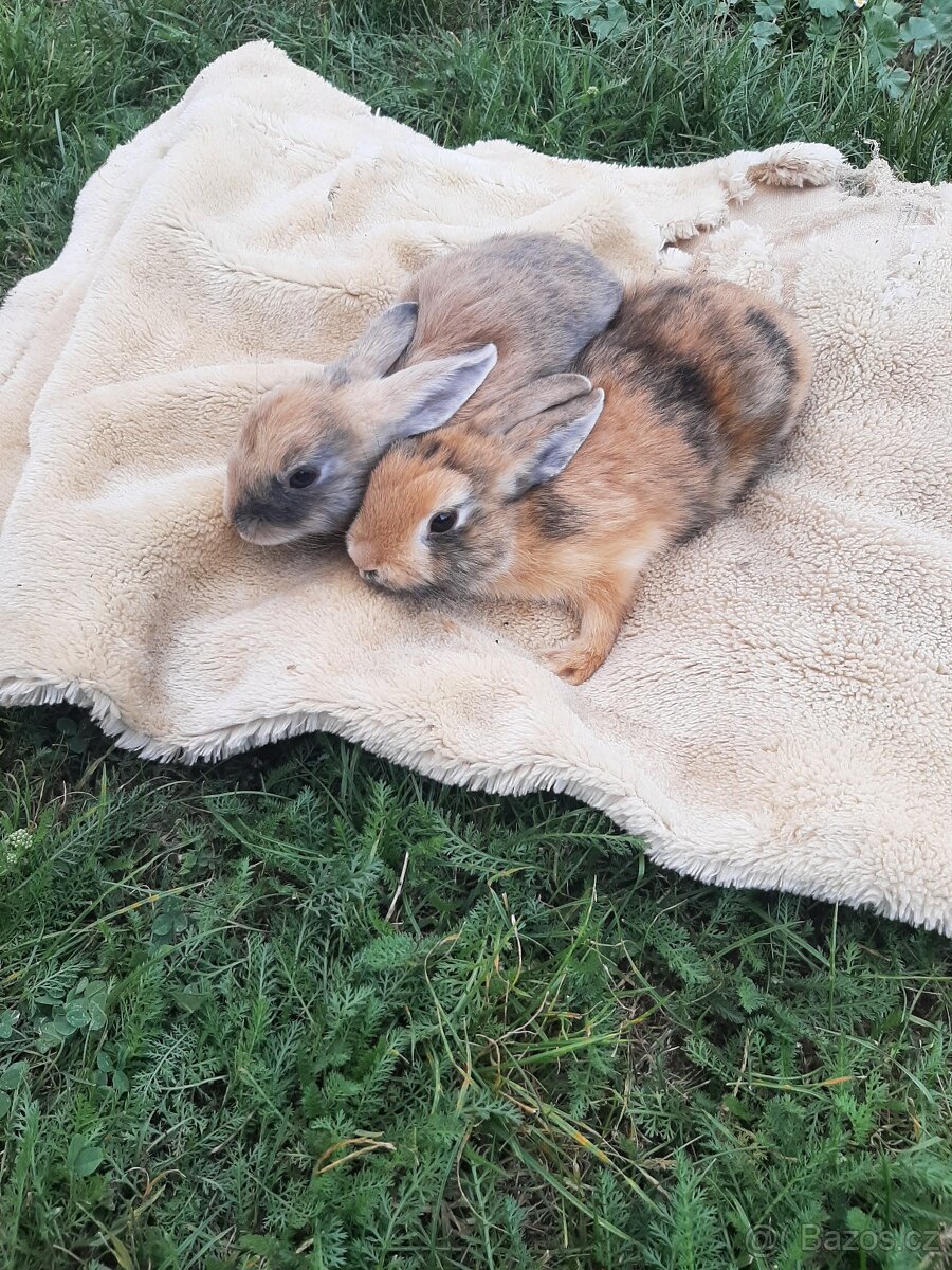 Nabizim kralicky - 7