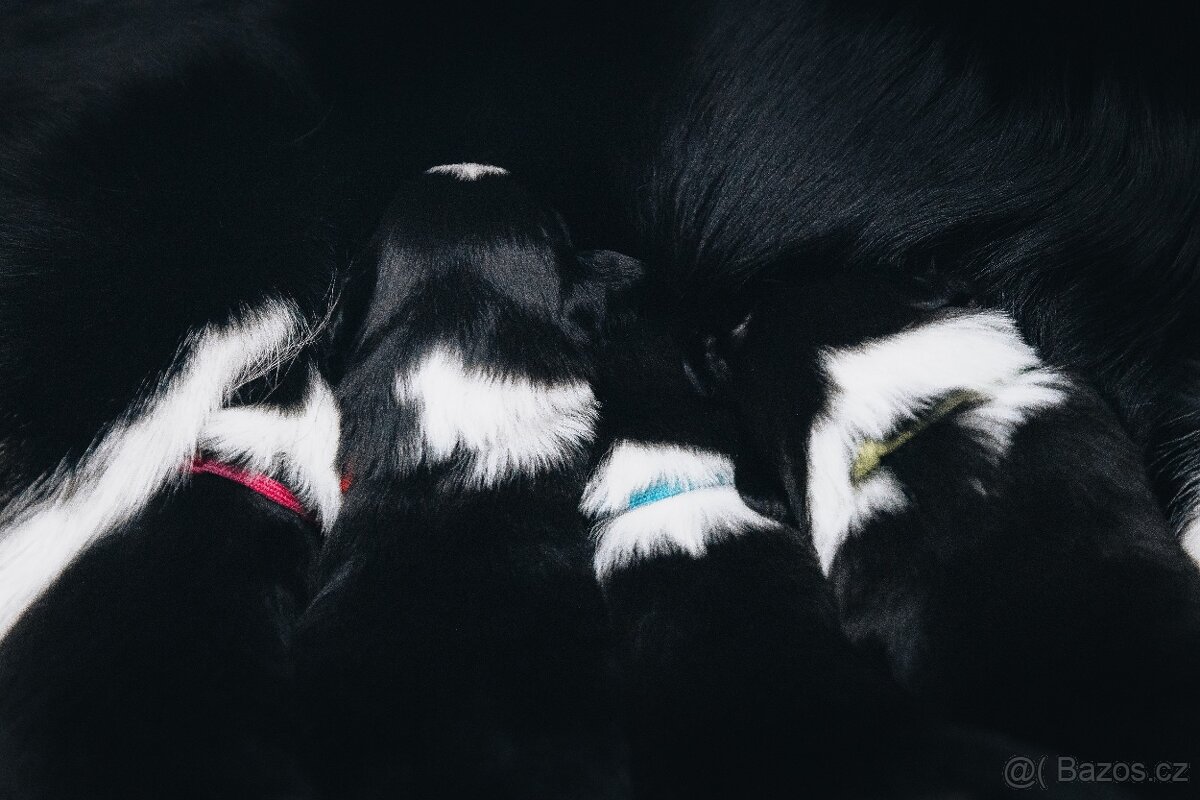 Štěňata border kolie s PP - 7