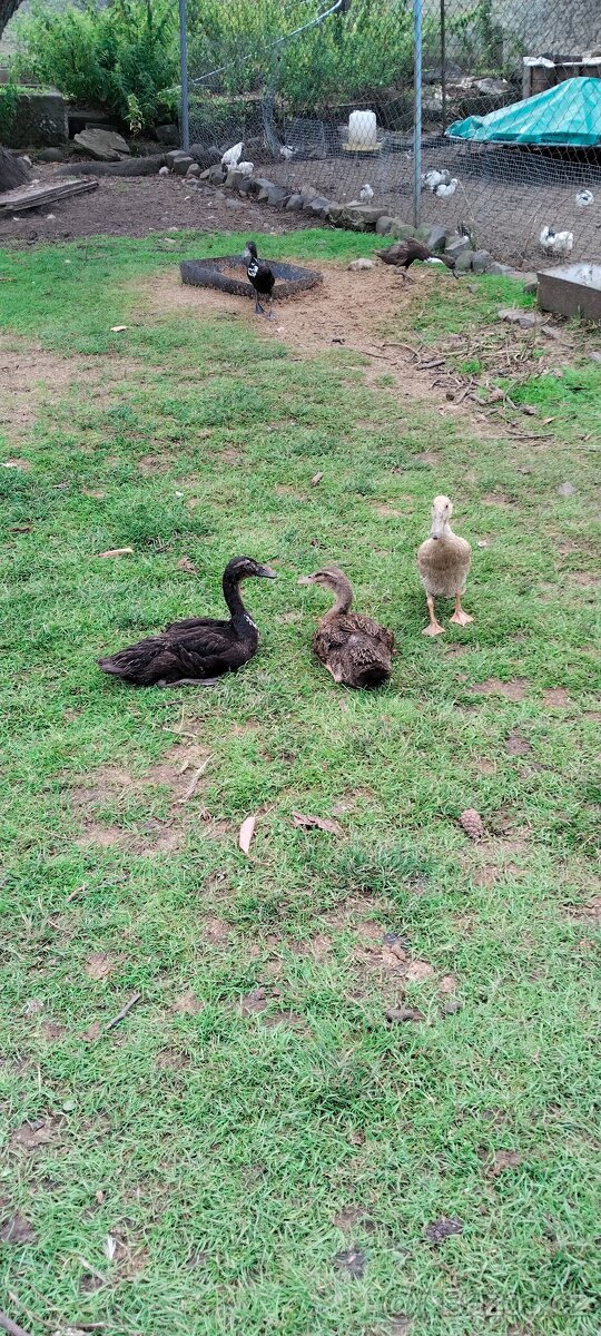 Indický běžec - 7