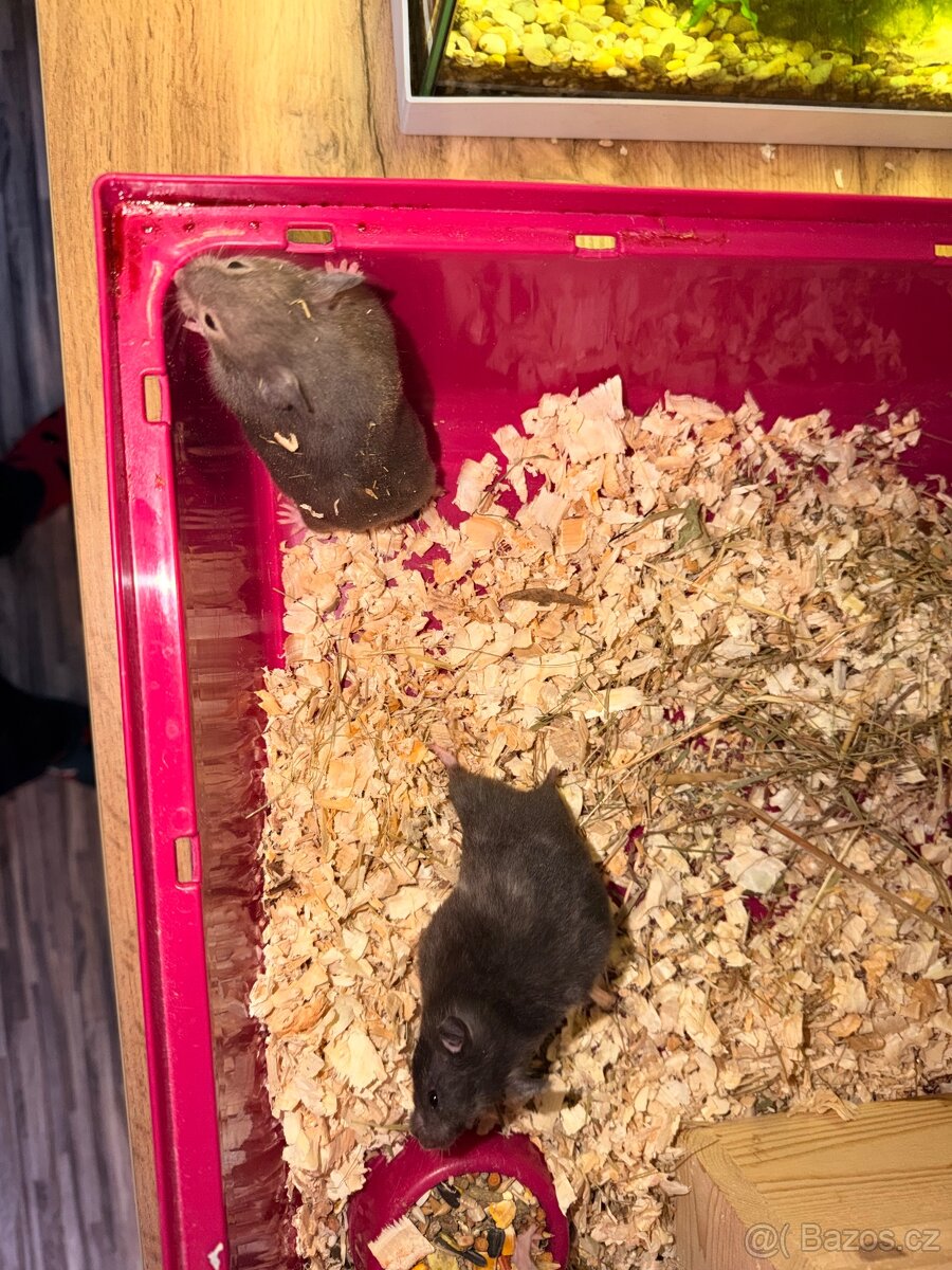 Křeček syrský - 7