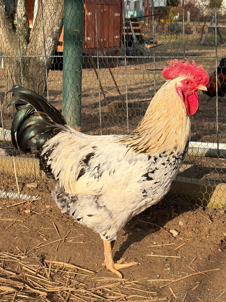 Prodám kohouta - 7