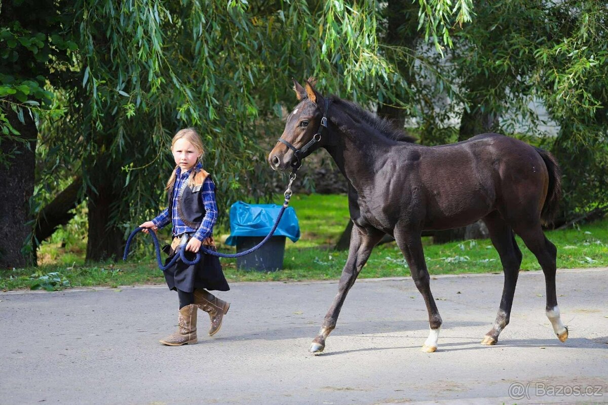 Appalossa klisna - 7