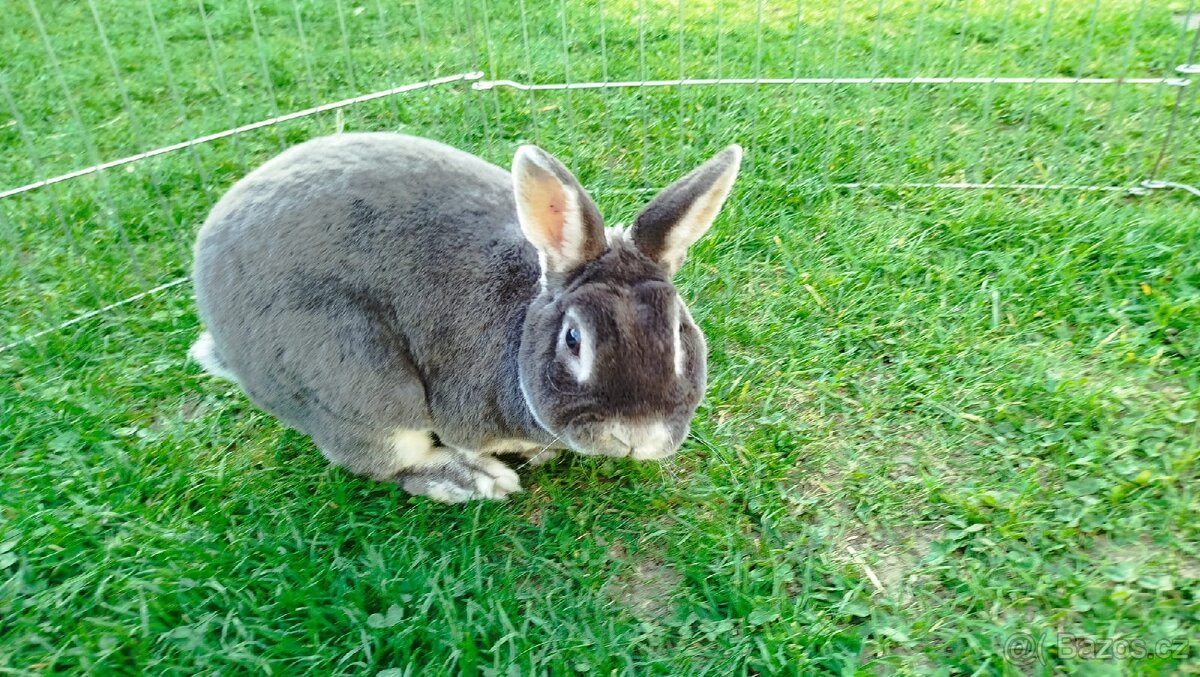 Zakrslý králík rex - 7