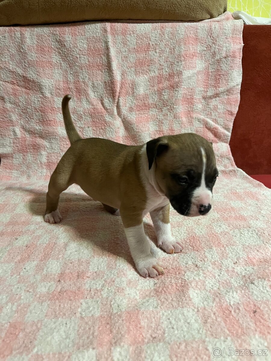 Americký stafordšírský teriér - 7
