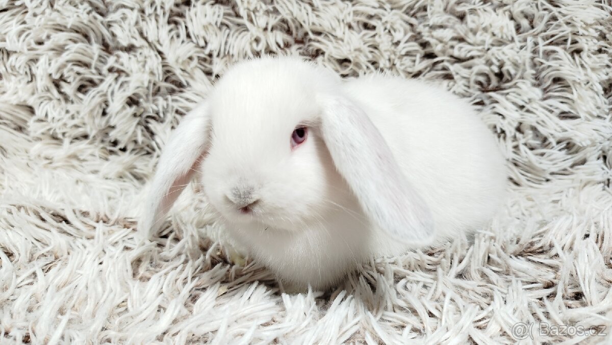 Zakrslý beránek, králíček, králík - MOLLY - 7